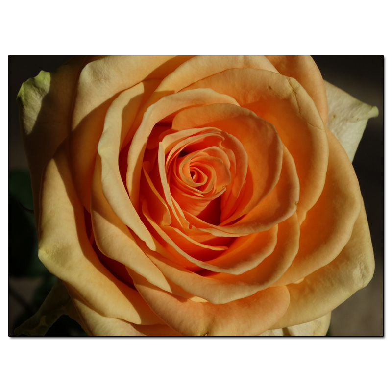 Fotokarte Blumen 107