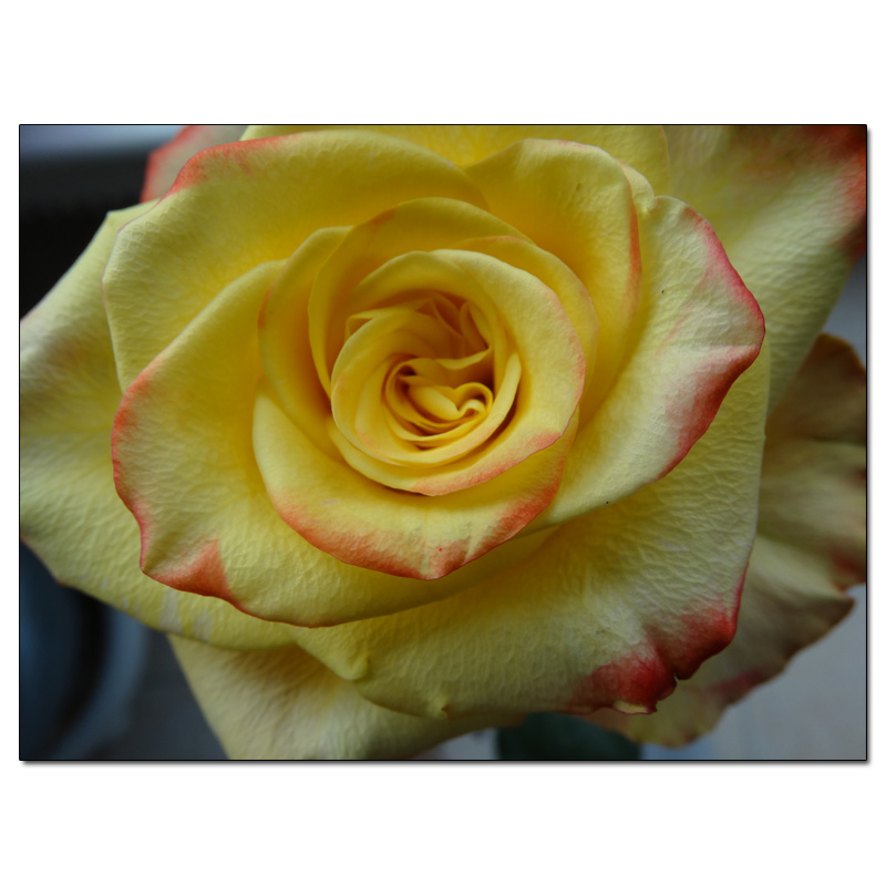 Fotokarte Blumen 111