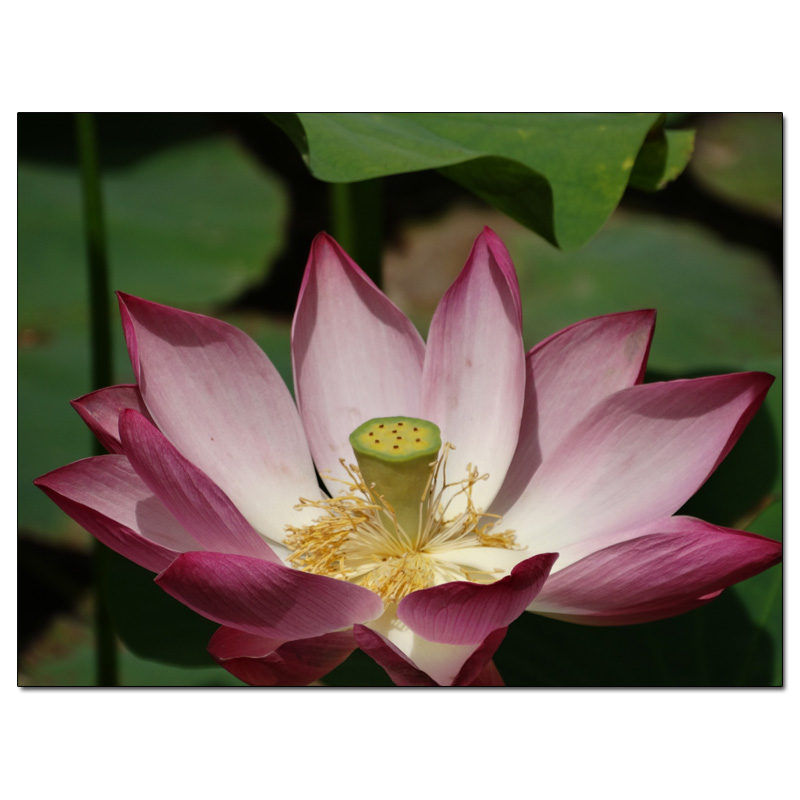 Fotokarte Blumen 132