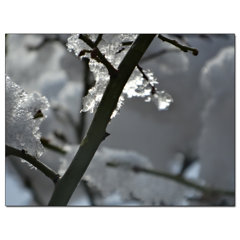 Fotokarte Blumen 133