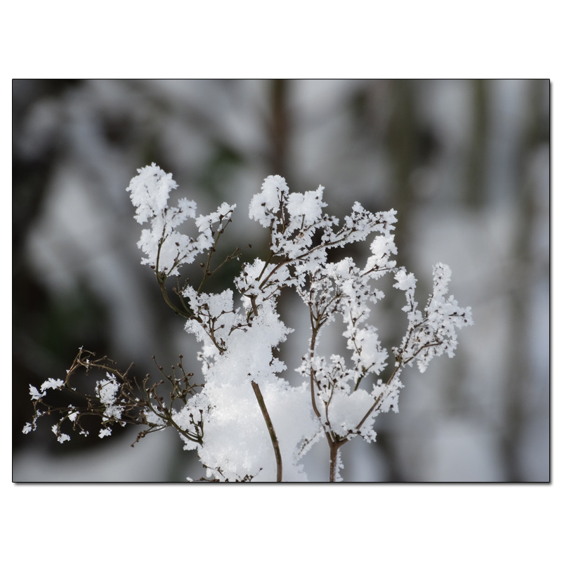 Fotokarte Blumen 140