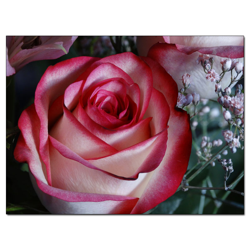 Fotokarte Blumen 148