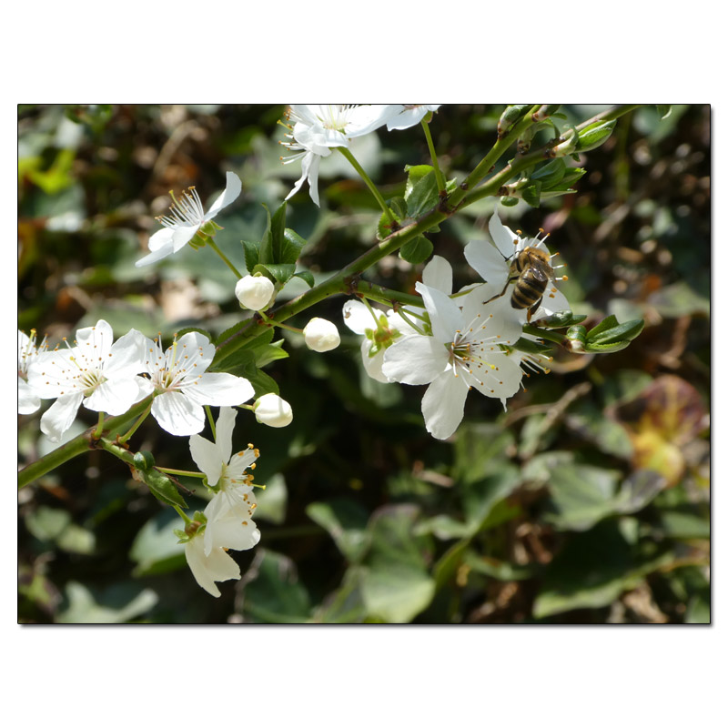 Fotokarte Blumen 150