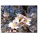 Fotokarte Mandelblüten 03