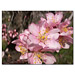 Fotokarte Mandelblüten 06