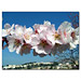 Fotokarte Mandelblüten 08