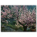 Fotokarte Mandelblüten 10