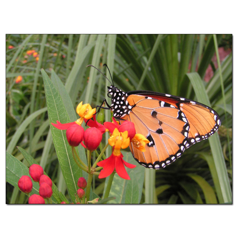 Fotokarte Schmetterlinge 06