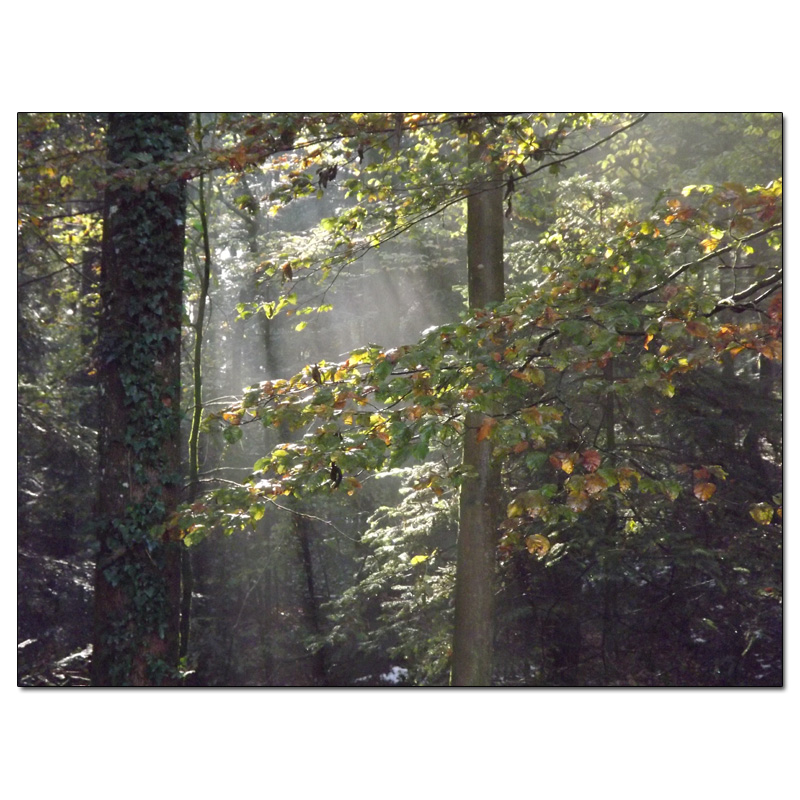 Fotokarte Stimmungen 31