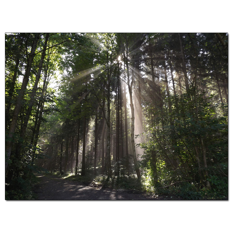 Fotokarte Stimmungen 42