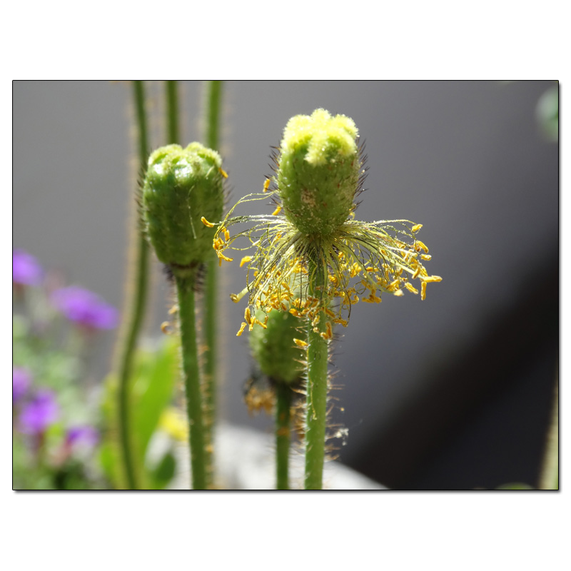 Fotokarte Mohnblumen 23